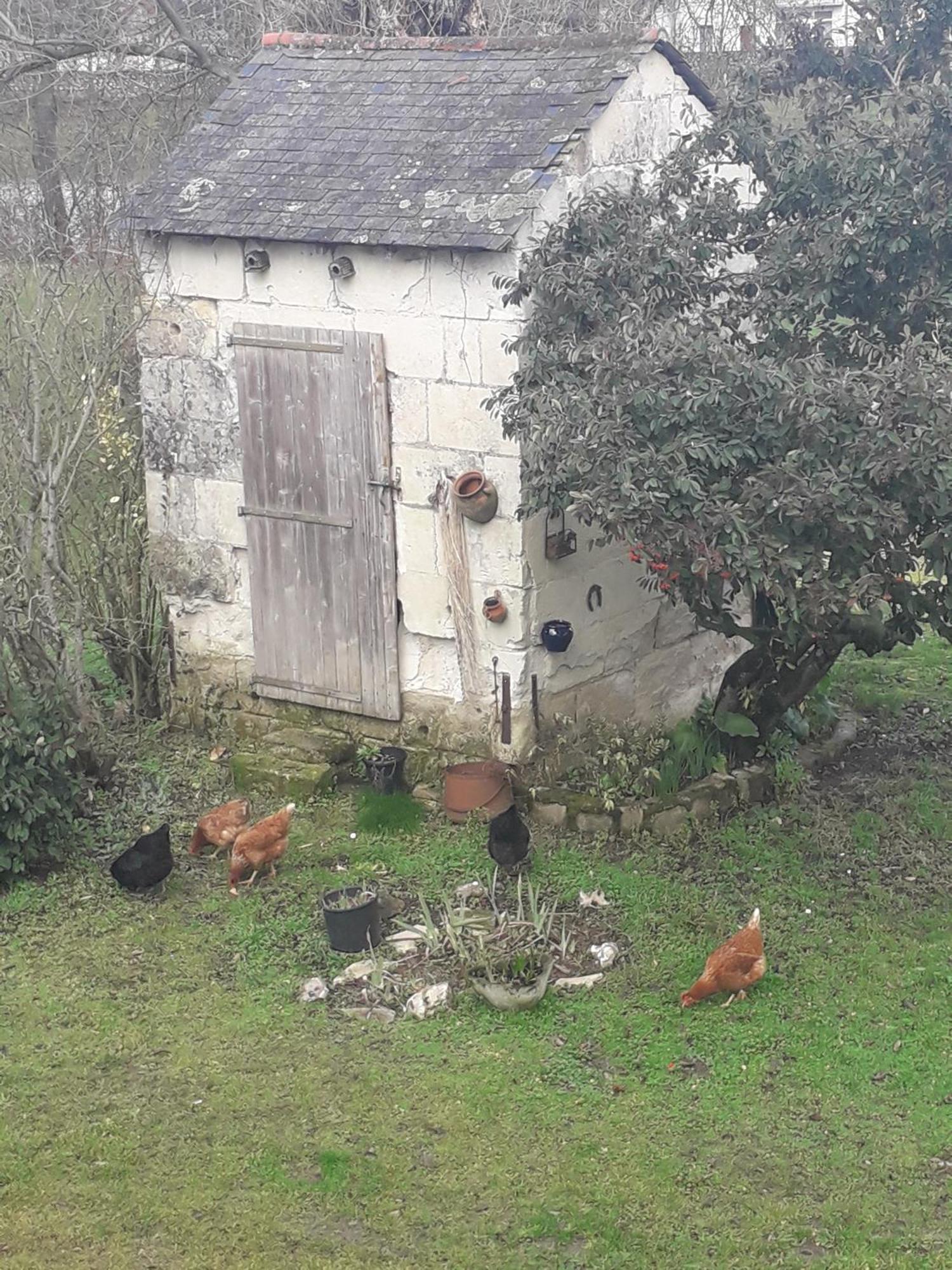 Chambres D'Hotes De L'Ile Du Saule Saumur Exterior foto